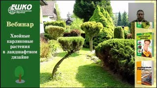 видео Карликовые хвойные растения для сада
