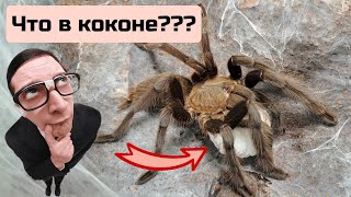 Кокон паука - птицееда Chylobrachys sp.Kaeng Krachan.