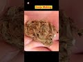 Ganja Making In Factory | Ganja Making Process |Charas Manufacturing Process #ganja #shorts