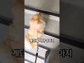 계단에 약한 강아지 #애견영상 #포메라니안 #puppy