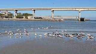 Low Tide at Sebastian Inlet, Beautiful Inlet View, Birds 🐦 🌊🪨