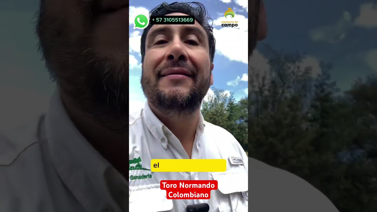 Toro Normando Colombiano 