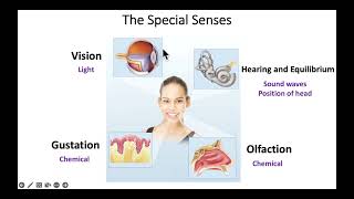 Chapter 15 Special Senses 1