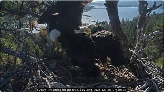 Shadow brings in three fish in 17 minutes 26.05.2026 @FOBBVCAM