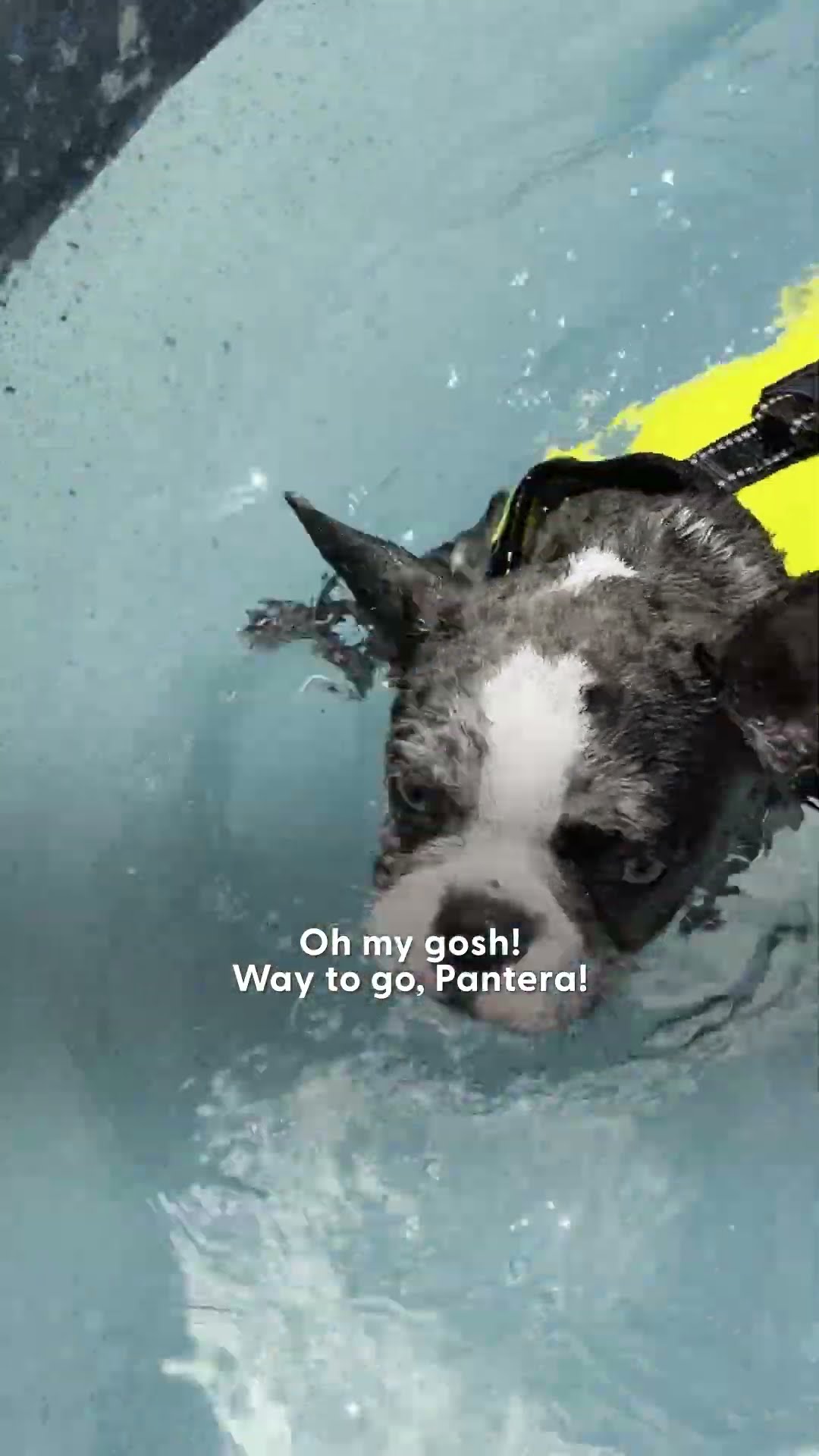 Frenchie Puppy Nobody Wanted Jumps In The Shower With Mom Now | The Dodo