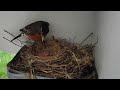 From Twigs to Flight: The Journey of a Robin Family 🪺✨