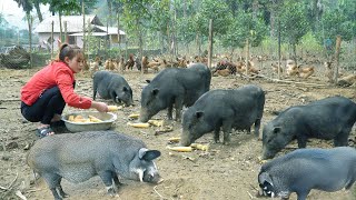 Use 3-Wheeled Vehicle Harvesting Many Corn, Transport To Farm For Storage For Pigs, Chickens, Horses