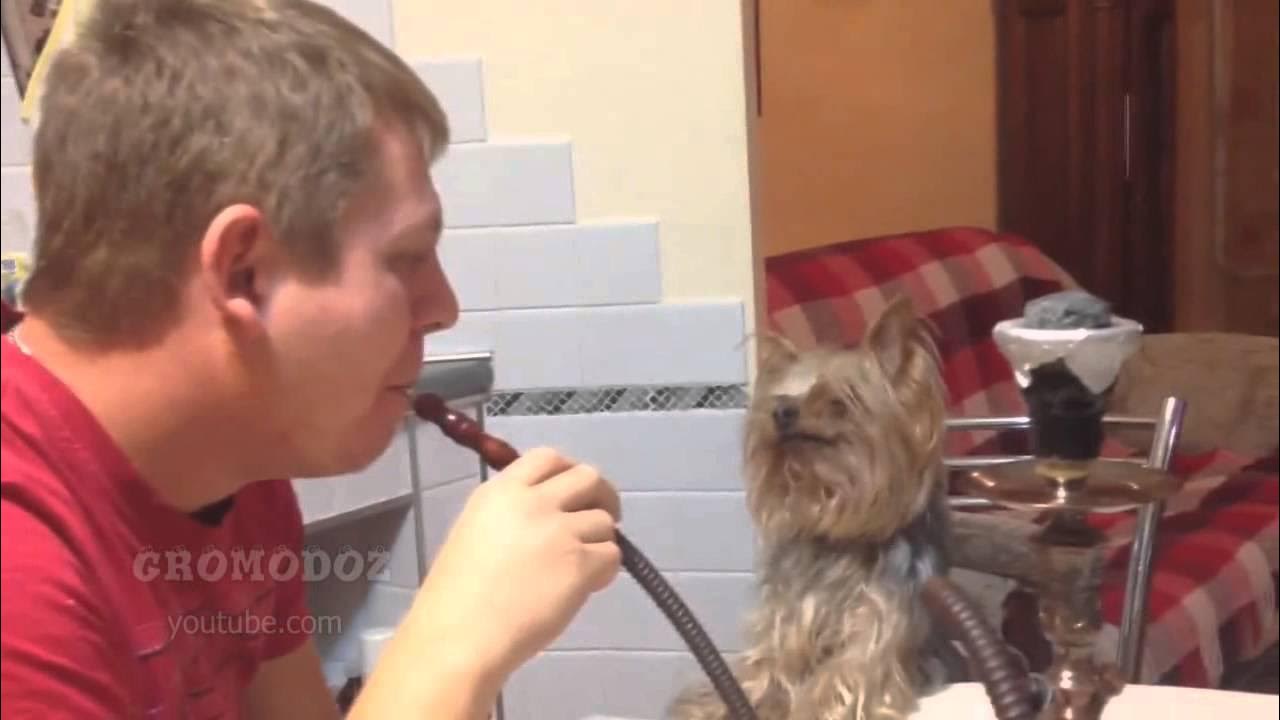 Джони и кальян Пикабу