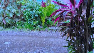 The Sound of Rain Makes you Sleep Soundly, Heavy Rain Flows to wet the Beautiful Flower Garden