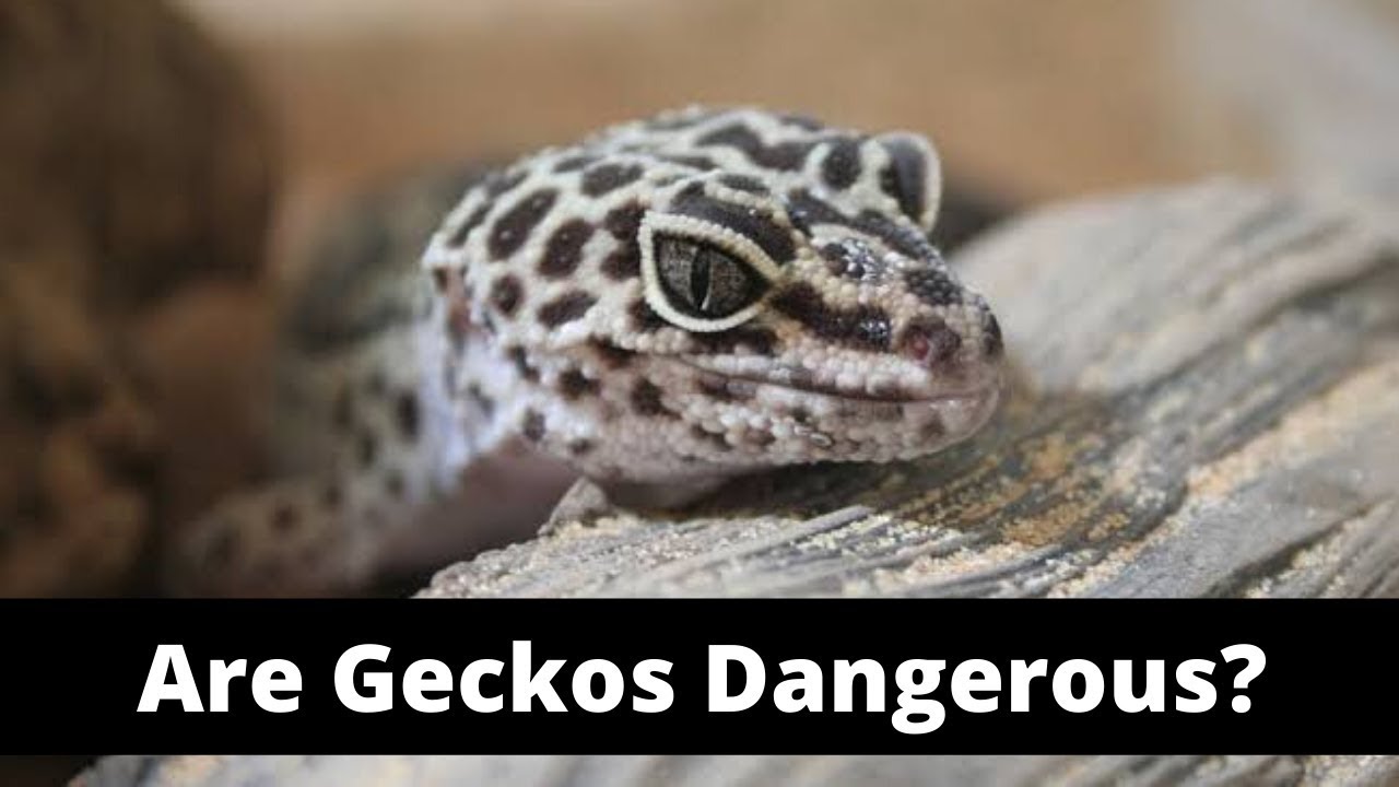 Are Geckos Dangerous Cute Gecko Facts More YouTube Are Geckos Dangerous Cute Gecko Facts More YouTube