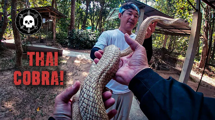 Tìm hiểu về rắn nguy hiểm tại Thái Lan và trình diễn rắn cobra