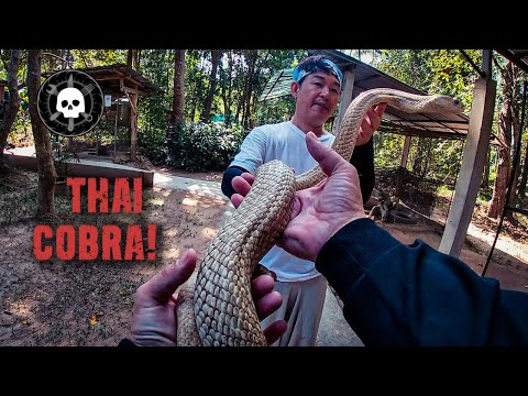 Video: Snakes in Thailand: description, photo. Dangerous snakes of Thailand