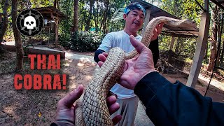 DMV Thailand: Handling Venomous Snakes in Thailand  Thai Cobra Show