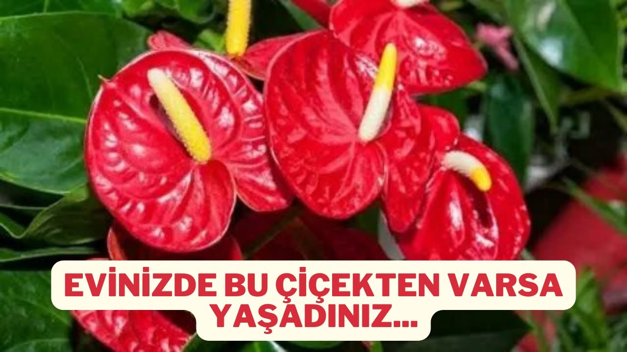 ANTORYUM ÇİÇEĞİNİN FAYDALARI NELERDİR/ANTORYUM ÇİÇEĞİ NE İŞE YARAR/ANTORYUM ÇİÇEĞİNİN ZARARLARI