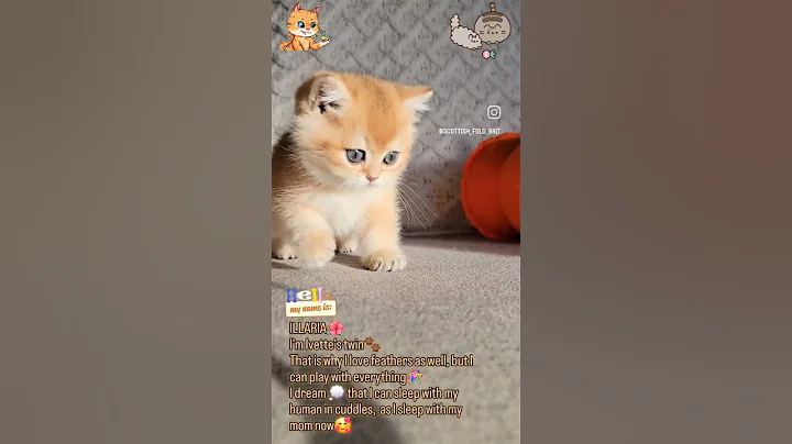 Video 6118781: british golden chinchilla kittens, british golden chinchilla cat, britishshorthair catlover kitten, britishshorthair cat cute kitten