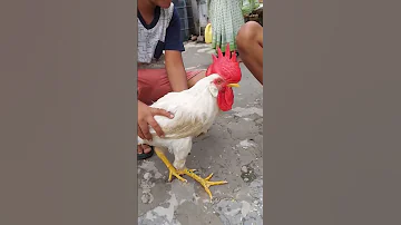 Murga Aur Murgi Shortvideo Murga Murgi Shorts 