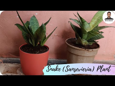 Video: Sansevieria Veidi (62 Fotoattēli): šķirņu "Laurenti" Un "Munshine" Iezīmes, Zeilanika Veids Un Citi, Zieda "vīramātes Mēle" Un Tā šķirņu Apraksts