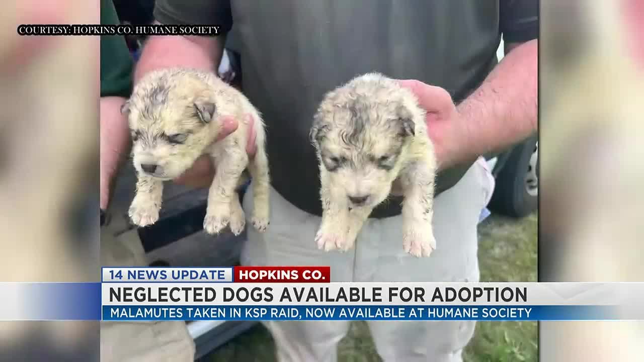 Surrendered malamutes now up for adoption in Hopkins County