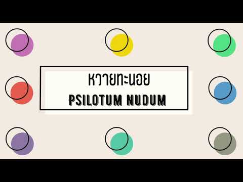 หวายทะนอยคืออะไร เรามาทำความรู้จักกันดีกว่า (what is Psilotum)