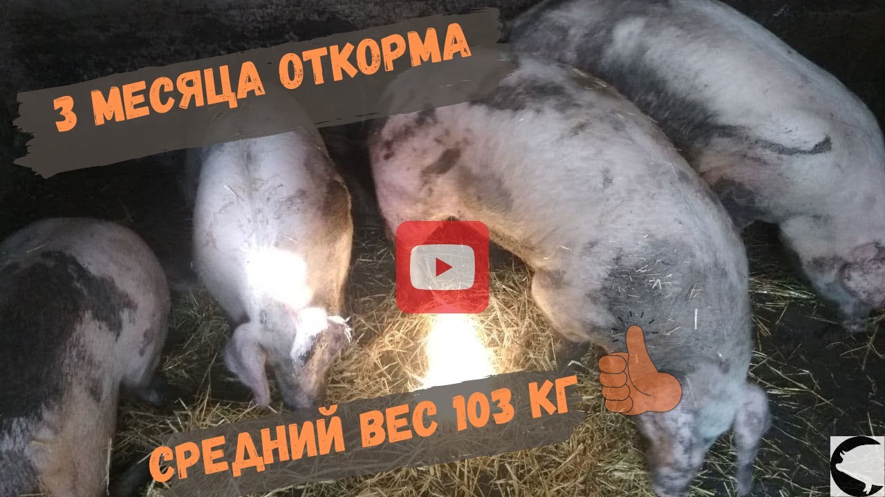 Три месяца откорма свиней, средний вес 103 кг