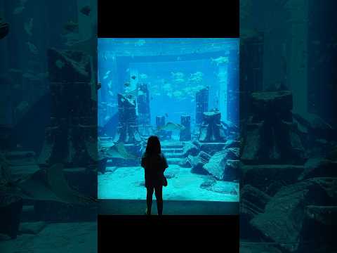 The Lost Chambers Aquarium, Dubai #travelwithgenalpha