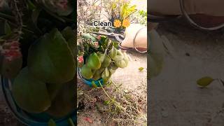 #music #flowers #nature🌼🌼🌼🌼 clean #shortvideo
