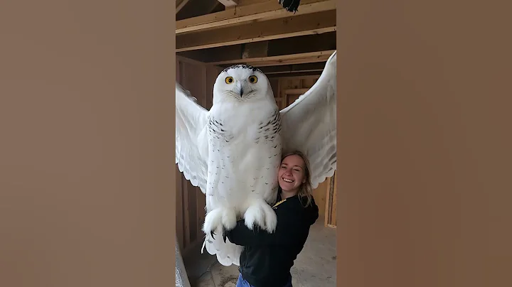 DO OWLS GET THAT BIG?? #giant #owl #strangerthings