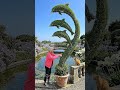 I Grew a Triple Leaping Dolphin Topiary in My Terrace Pond Garden 🐬💜 #topiary #gardenhacks #gar