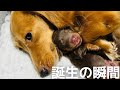 【犬7頭と暮らすおっさん】命の誕生の瞬間を記録しました。【犬の出産】