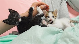 Two Kitten's Cute Reactions When They Got Really Surprised