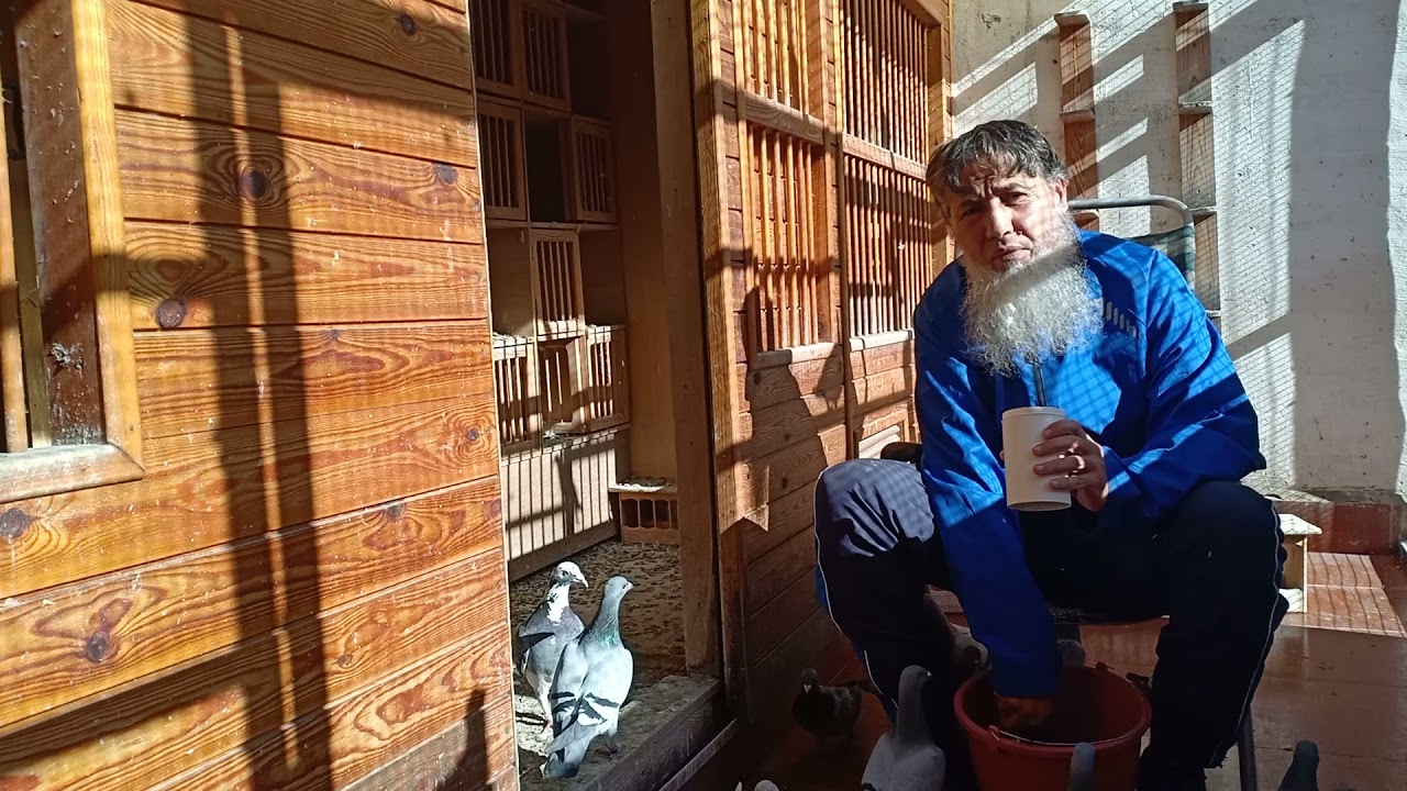 طريقة الاكل و التعامل مع الحمام اثناء المسابقات (التحفيز الطبيعي) 0601043720