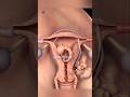 Female Reproductive System: 3D Medical Anatomy Overview #anatomy #shortvideo