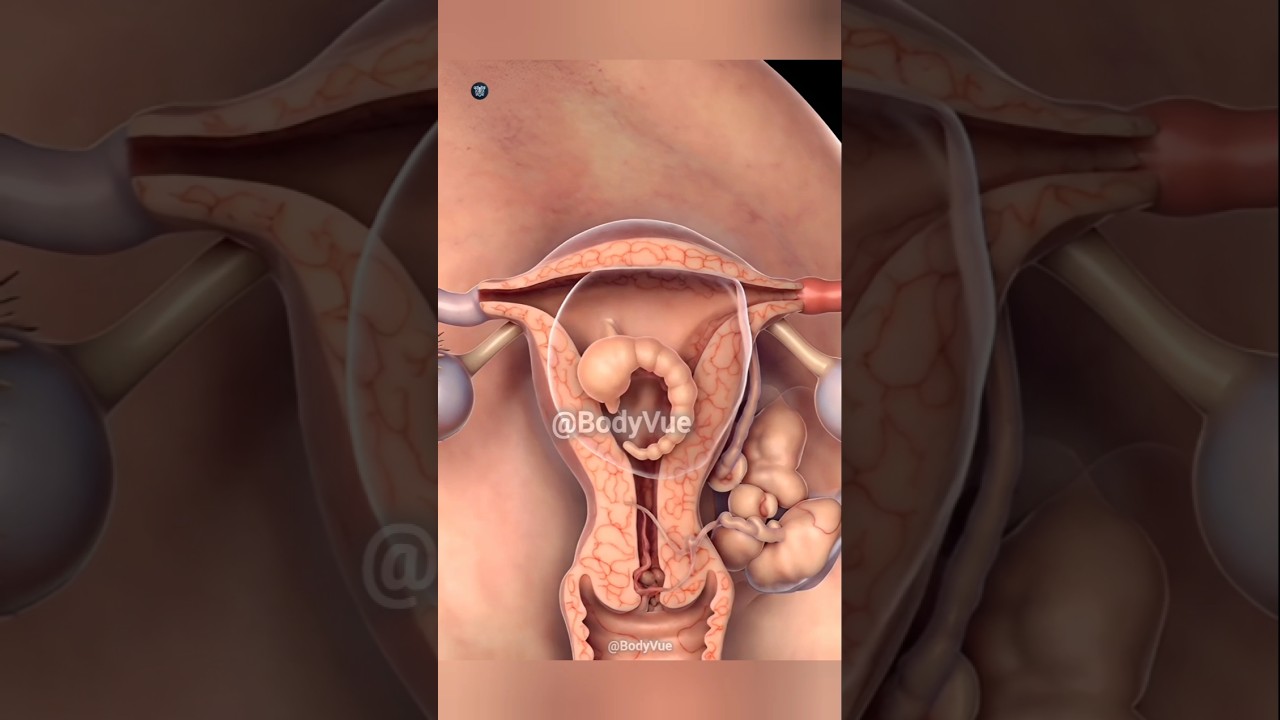 Female Reproductive System: 3D Medical Anatomy Overview 