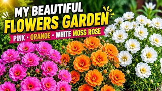 Beautiful Garden Tour 🌸 Pink, Orange & White Moss Rose | Colorful Flowers & Greenery