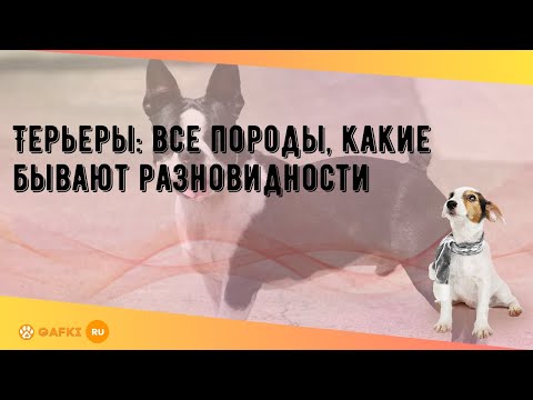 Терьеры: все породы, какие бывают разновидности