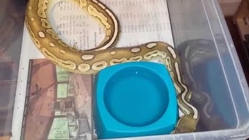 Pick up from Hardt Reptiles!! @ Queen City Constrictors