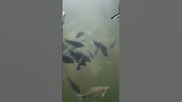 Vì sao cá không bị đóng băng trong mùa đông#nhungbianchuakhampha#visaocakhongbidongbang