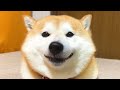 初対面の骨ガムにすこしずつ心を開く柴犬