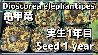 実生から1年！！亀甲竜の成長記録 Seed 1 year Dioscorea elephantipes