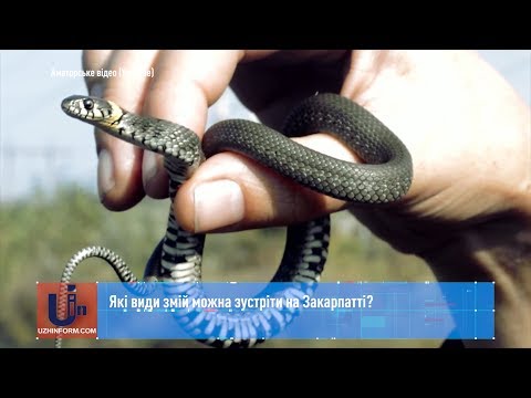 Які види змій можна зустріти на Закарпатті?