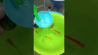 Bag2258 ,Unboxing ikan hias warna kuning, merah, hitam #shorts #viralvideo #trending