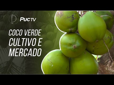 Vídeo: Qual árvore produz cocos?