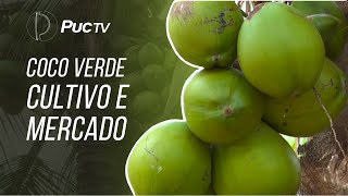 GREEN COCONUT PRODUCTION: CULTIVATION AND MARKET