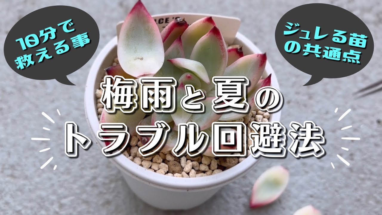 #265 梅雨と夏のトラブル回避法(私的) ( ジュレ､焦げ､高温障害、ハダニetc )【 多肉植物 / エケベリア 】