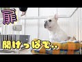 【検証】ケージの扉を開けっぱなしで出かけてみたwww【フレンチブルドッグ frenchbulldog】