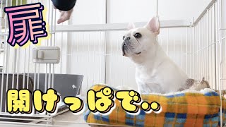 A dog who stays at home with the door open【frenchbulldog】