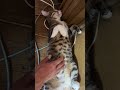 ドアの隙間風で涼む仰向け腹出しキジシロのルル