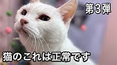 種類によって危険度が違う 食べちゃったらどうする 犬猫の乾燥剤誤食の対処法 Youtube