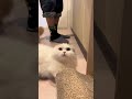 こんなんされたらいっぱいご飯あげたくなっちゃう🥹#マンチカン #子猫 #cat