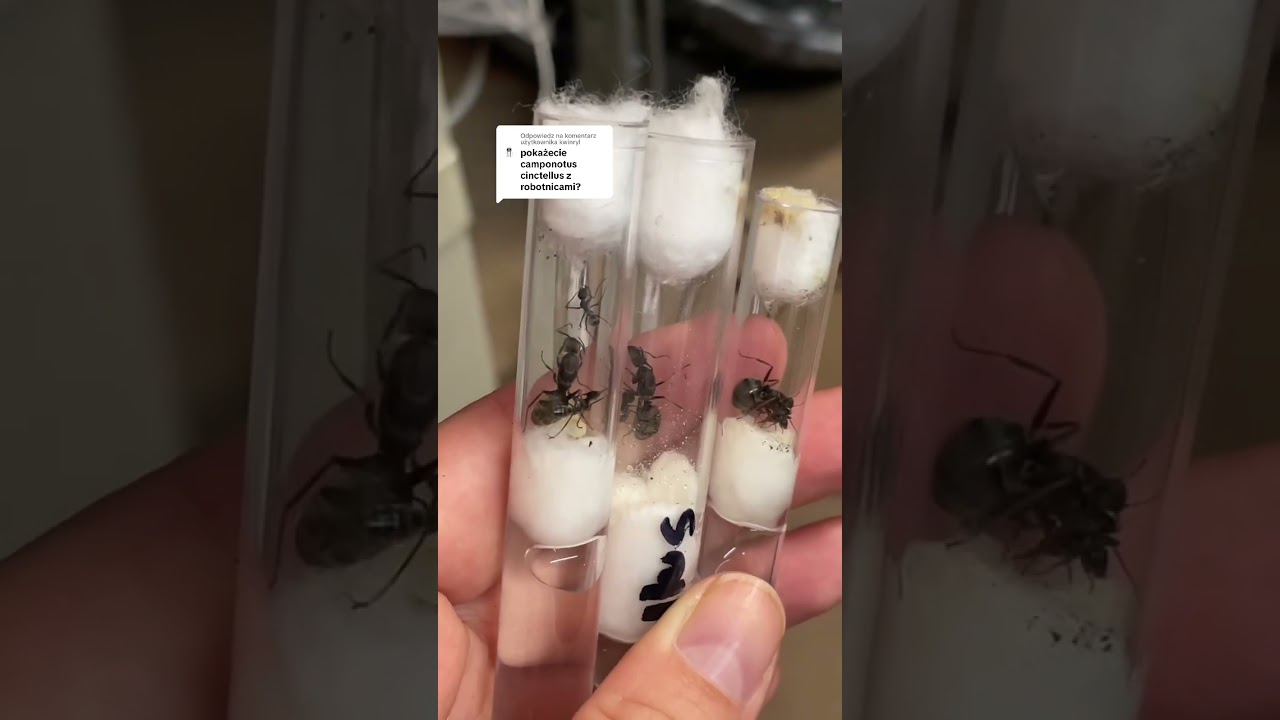 przedstawiamy Camponotus cinctellus 